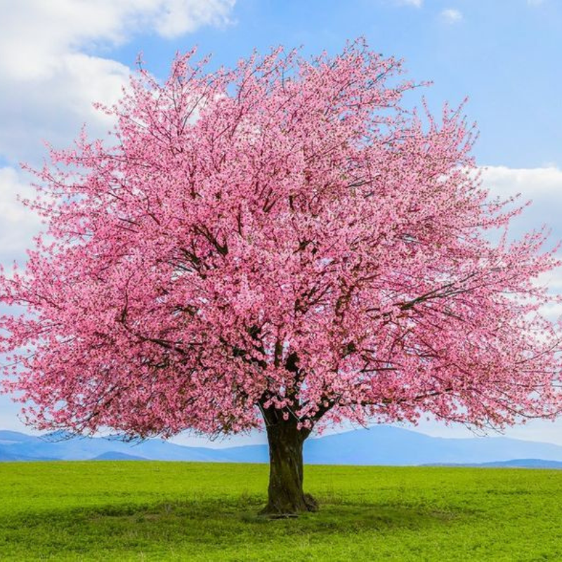 Sakura (2138 pièces)